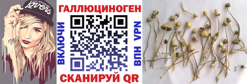 дарнет шоп  Лихославль  Псилоцибиновые грибы мицелий 